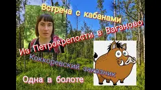 Одиночная прогулка из Петрокрепости в Ваганово. Коккоревский заказник.