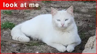 White cat who lives on the sea, Olga Beach, Israel