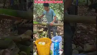 Grow bamboo shoots full, fast cutting processing, crisp and sweet taste。   種植竹筍收滿，快速切割加工，一削即好，脆甜美味