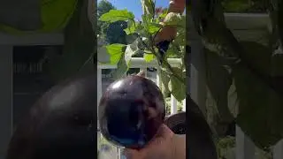 Eggplant Harvest Tips: Shiny Skin = Best Flavor!