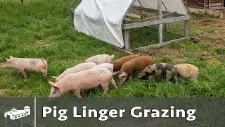 Pig Linger Grazing - June 2021