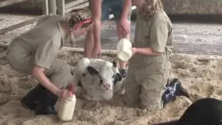 A Baby Calf's First Steps with Penn Vet