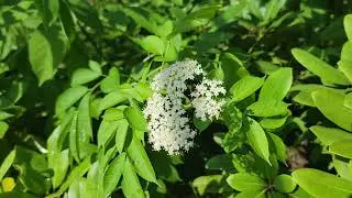 Elderberry with crab spider