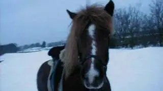 Min hest