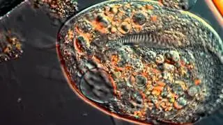 Micro Eye Candy!