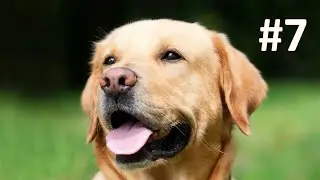 21 Things That Make Dogs Happy (According to Science)
