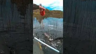 Ловля щуки на кружки 