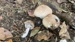 Die beste Walderkundungstour Herbsttrompent erstfund