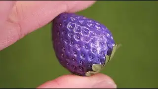 [타우] 포도맛이 날 것 같은 딸기모형