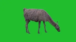 Alpaca animal eating grass green screen video footage