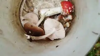 Пошел в лес за грибами! Влог.