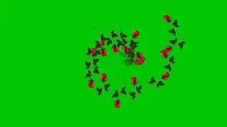 Red rose green screen effect hd video