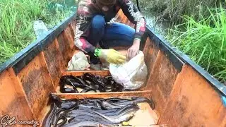 siapkan karung !! Kalimantan panen raya lele lembat.