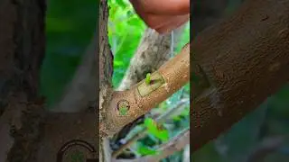 Grafting and budding fruit plants 