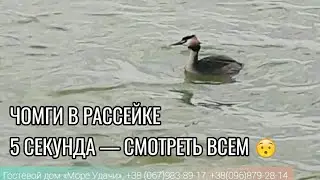 ЧОМГИ В РАССЕЙКЕ | 5 секунда — смотрите внимательно! 😯 | Природа Рассейки | Даша Римская