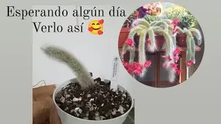 conseguí mi cactus cola de mono 🤭🥰