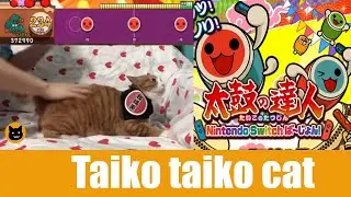 Taiko cat | meeowTV