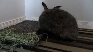 Samantha checks out new accessible 'litter box'