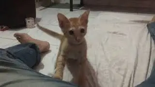 cat chepa playing with his lovely home person