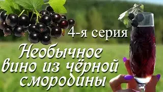 Вино из смородины. Правим сахар. Разливаем по бутылкам.
