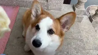 Corgi wants to eat buns #shorts #9ktrending #viral