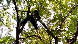 Crazy Tree TRANSFER in Căciulata, România