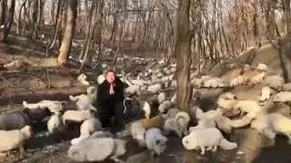170 foxes were rescued from a Chinese fur farm