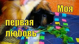 МОЯ ПЕРВАЯ МОРСКАЯ СВИНКА /ШИПУЧКА ПРОТИВНЮЧКА