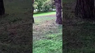 БЕЛКА ПЕСЕНКИ ПОЁТ, ДА ОРЕШКИ ВСЁ ГРЫЗЁТ