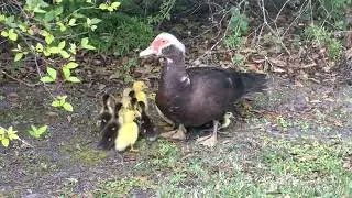 Mamma duck with her babies