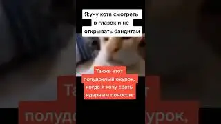 #кот #мем #мемы #meme #memes