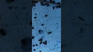 Гибель пчёл летом. Отравление средствами защиты растений.