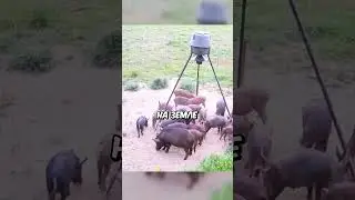 Заскамил 100 КАБАНОВ😂 