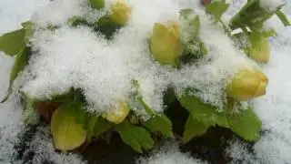 Снег на розах