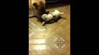 Поиграем? !