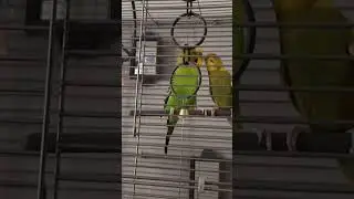 Волнистые попугайчики. Это любовь🦜This is Love Budgies