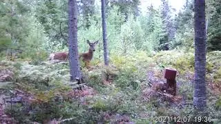 Summer salt lick 2022
