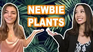 10 BEST PLANTS FOR BEGINNERS + PLANT CARE TIPS