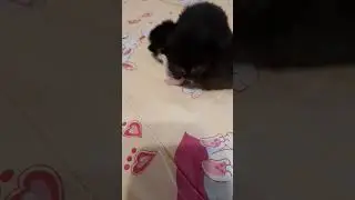 два котёнка #cat #shorts