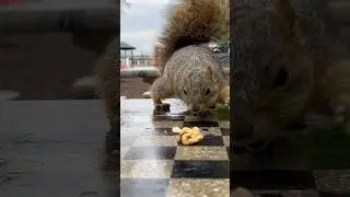 Flopsy Squirrel 🐿️! Find the walnut!
