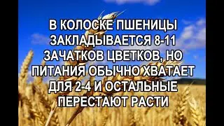 Как увеличить количество зерен в колосках пшеницы