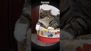мама обхитрила сына.... #tiktok