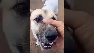 Агро пёс