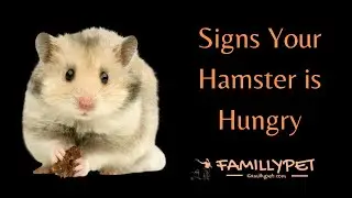 Signs a Hamster is Hungry | Is my hamster's daily food ration is sufficient ?