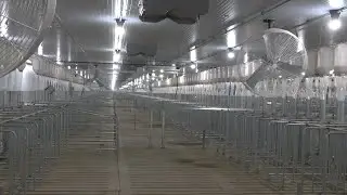 AgweekTV: New Swine Barn Boasts All Steel Construction