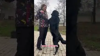 Собака в которую стреляли…