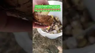 Класные маслята🍄🍄🍄🍄 