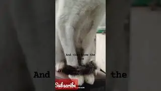 Look at my paws and my face #short #youtubeshorts #pets #animals #petlover #pet #doglover #cat #cute