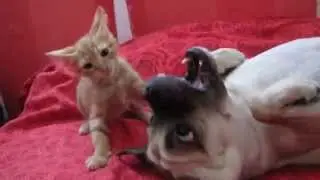 cute kitty attacks a dog