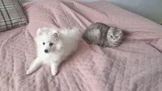 Chloe the cat and the puppy side by side on the same bed